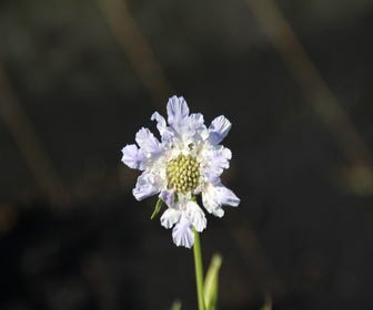 Taubenkraut/Scharfkraut (Scabiosa caucasica 'Clive Greaves')