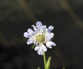 Taubenkraut/Scharfkraut (Scabiosa caucasica 'Clive Greaves')