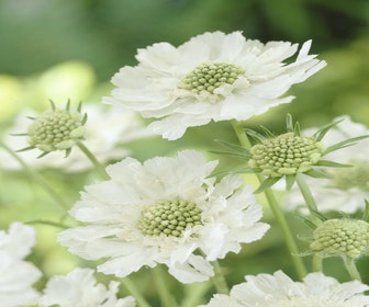 Taubenkraut (Scabiosa caucasica 'Alba')