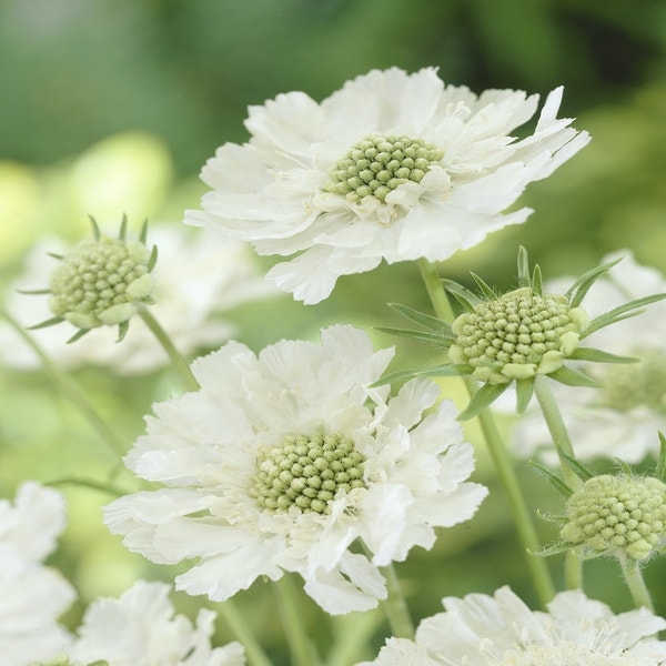 Taubenkraut (Scabiosa caucasica 'Alba')