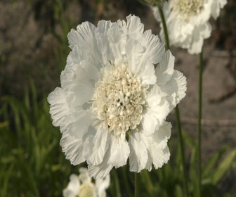 Taubenkraut/Scharfkraut (Scabiosa caucasica 'Miss Willmott')