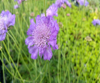 Taubenkraut/Krätzekraut (Scabiosa columbaria 'Butterfly Blue')