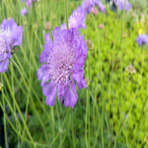 Taubenkraut/Grindkraut (Scabiosa columbaria 'Butterfly Blue') BIO