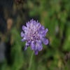 Taubenkraut/Grindkraut (Scabiosa columbaria 'Butterfly Blue') BIO
