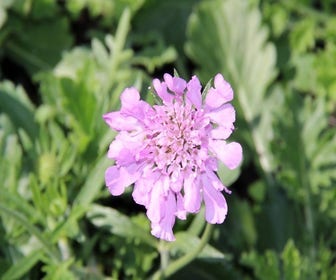 Taubenkraut/Grindkraut (Scabiosa columbaria 'Pink Mist') BIO