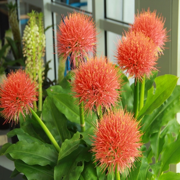 Scadoxus multiflorus subsp. multiflorus