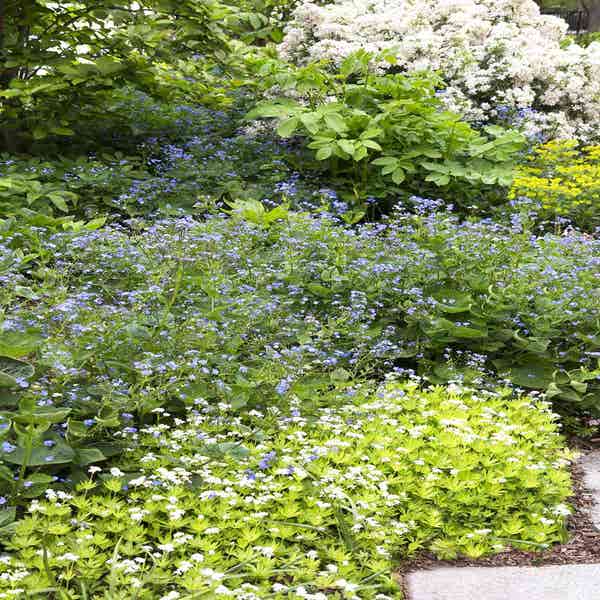 Borderpakket met bloeiende schaduw planten