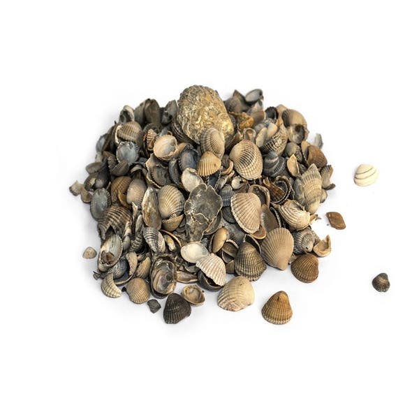 Muscheln 8-16 MM 20 KG