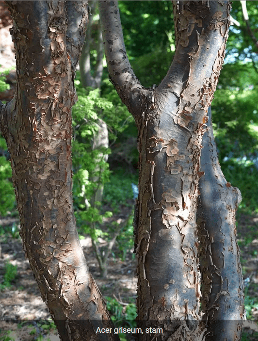 Papierahorn als Baum (Acer griseum)