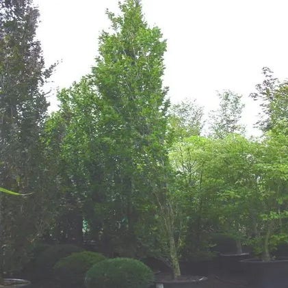 Säulenbuche als Baum (Fagus sylvatica 'Dawyck')