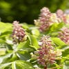 Rote Rosskastanie auf Stamm (Aesculus pavia 'Discolor')