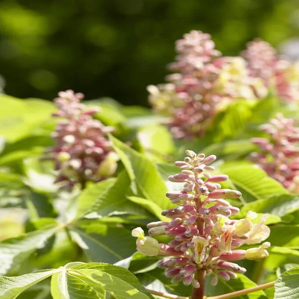 Rote Rosskastanie auf Stamm (Aesculus pavia 'Discolor')