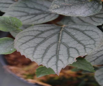Falsche Kletterhortensie (Schizophragma hydrageoides 'Moonlight')