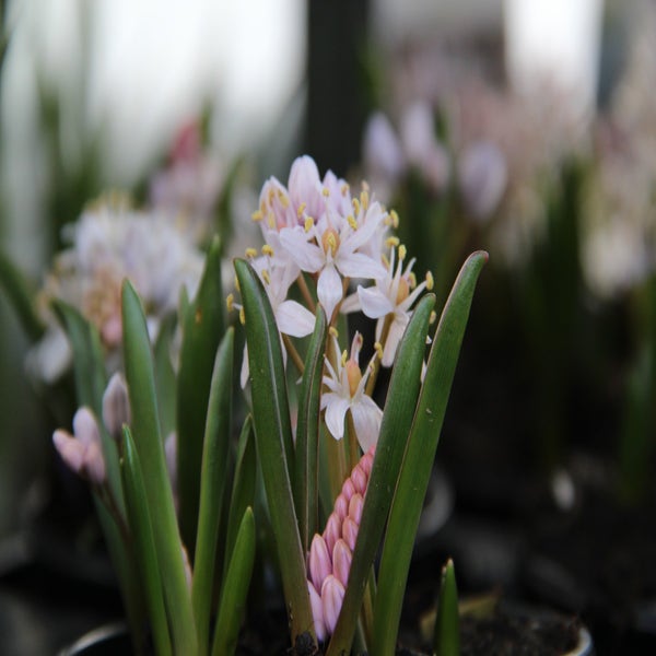 Frühe Sternhyazinthe (Scilla bifolia 'Rosea')
