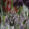 Sternhyazinthe (Scilla hyacinthoides 'Blue Arrow')