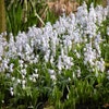 Streifenhyazinthe (Scilla mischtschenkoana 'Tubergeniana')