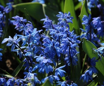 Sibirischer Blaustern (Scilla siberica)