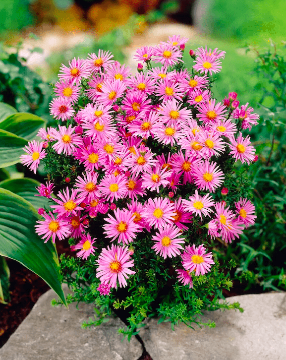 Aster (Aster novi-belgii 'Peter Harrison')