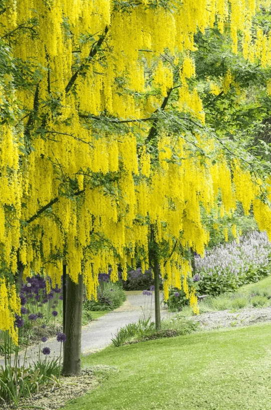 Goldregen (Laburnum watereri 'Vossii') auf Stamm