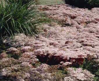 Fetthenne (Sedum album 'Murale')