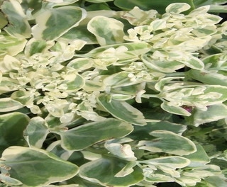 Himmelschlüssel (Sedum 'Frosty Morn')