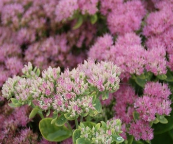 Fetthenne (Sedum 'Herbstfreude')