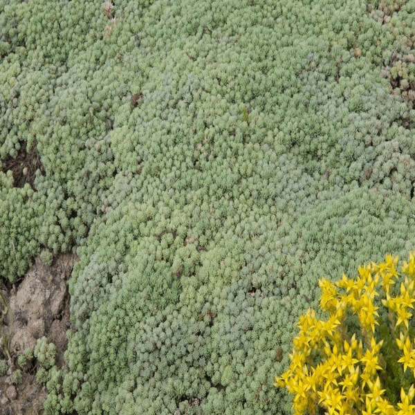 Fetthenne (Sedum hispanicum var. minus)