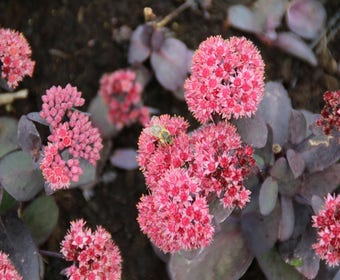 Fetthenne (Sedum 'José Aubergine')