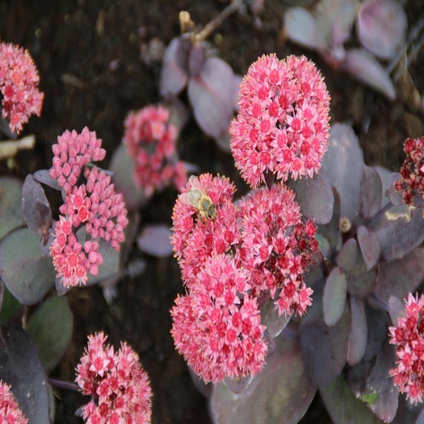 Fetthenne (Sedum 'José Aubergine')