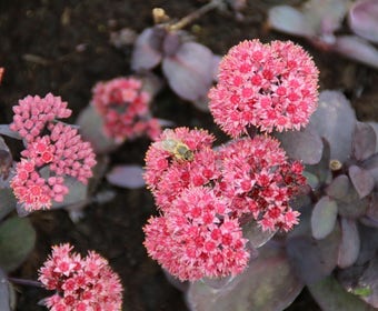 Fetthenne (Sedum 'José Aubergine')