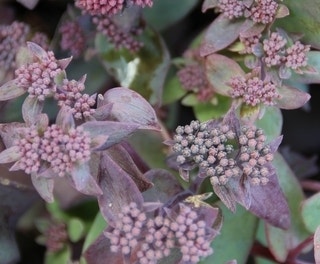 Fetthenne (Sedum 'Karfunkelstein')