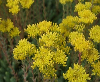 Fetthenne (Sedum reflexum)