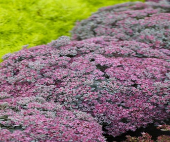 Fetthenne (Sedum 'Robustum')