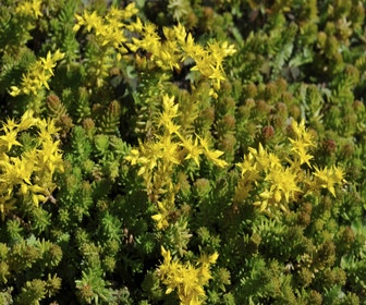 Fetthenne (Sedum sexangulare)