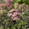 Fetthenne (Sedum sieboldii)