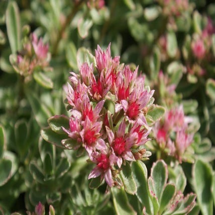 Fetthenne (Sedum spurium 'Variegatum')