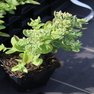 Sedum telephium 'Munstead Purple' P9