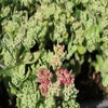 Fetthenne (Sedum telephium 'Munstead Purple')