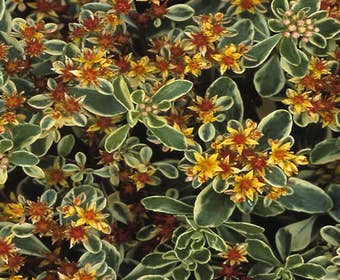 Fetthenne (Sedum kamtschaticum 'Variegatum')