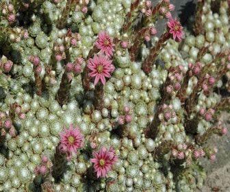 Spinnennetz-Hauswurz (Sempervivum arachnoideum)