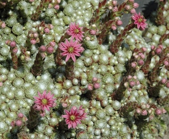 Spinnennetz-Hauswurz (Sempervivum arachnoideum)