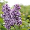 Zweifarbige Flieder (Syringa vulgaris 'Sensation')