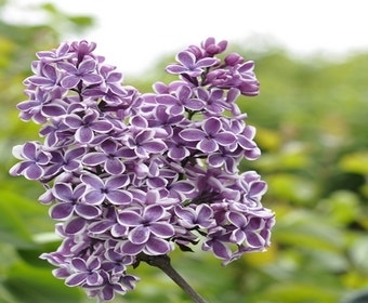 Zweifarbige Flieder (Syringa vulgaris 'Sensation')