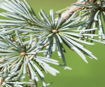 Trauerzeder (Cedrus libani 'Glauca Pendula')