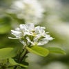 Säulenförmiger Felsenbirne (Amelanchier alnifolia 'Obelisk')