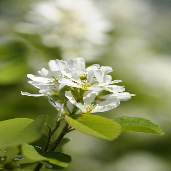 Zuilvormige Krentenboom (Amelanchier alnifolia 'Obelisk')