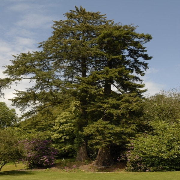 Küstenmammutbaum (Sequoia sempervirens)