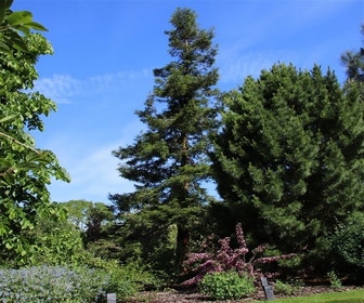 Küstenmammutbaum (Sequoia sempervirens)