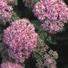 Septemberkönig (Sedum spectabile 'Brillant')