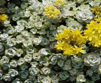 Fetthenne (Sedum spathulifolium 'Cape Blanco')